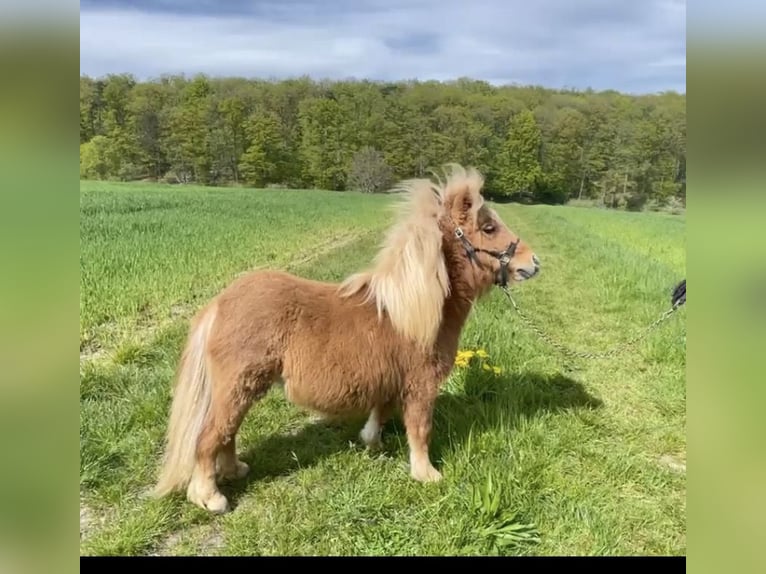 Mini Shetland Pony Mare 1 year 8 hh Chestnut-Red in Königsberg in Bayern