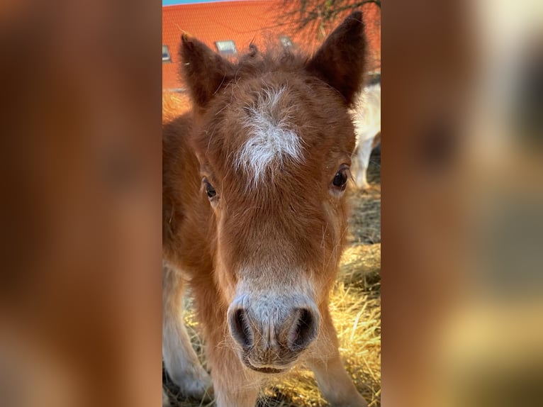 Mini Shetland Pony Mare 1 year 8 hh Chestnut-Red in Königsberg in Bayern