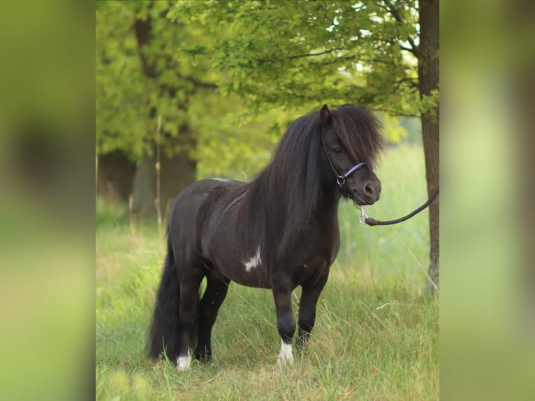 Mini Shetland Pony Mare 1 year 8 hh Pinto in Westerkappeln
