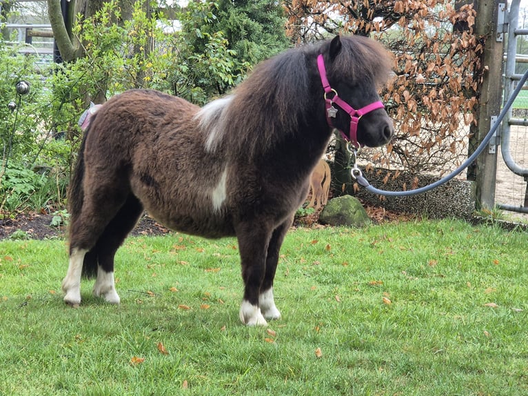 Mini Shetland Pony Mare 1 year 8 hh Pinto in Westerkappeln