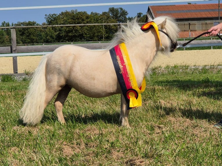 Mini Shetland Pony Mare 1 year 8 hh Pinto in Westerkappeln