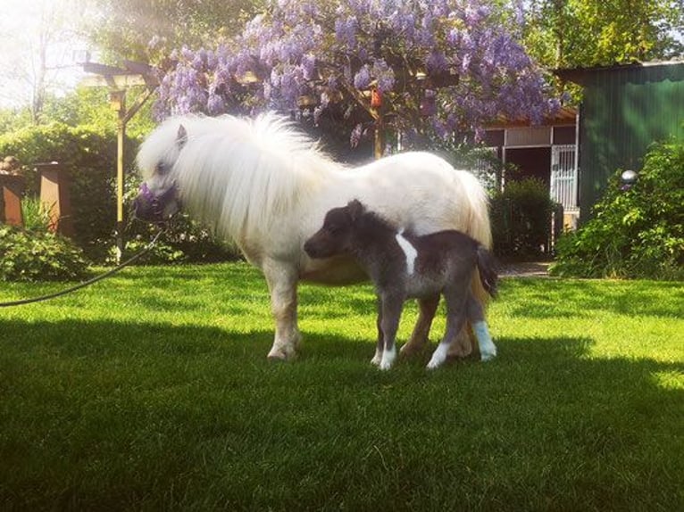Mini Shetland Pony Mare 1 year 8 hh Pinto in Westerkappeln