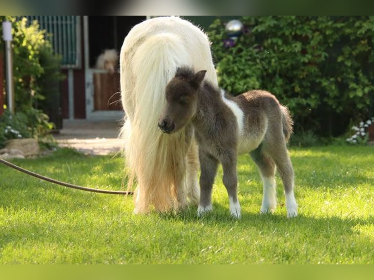 Mini Shetland Pony Mare 1 year 8 hh Pinto in Westerkappeln