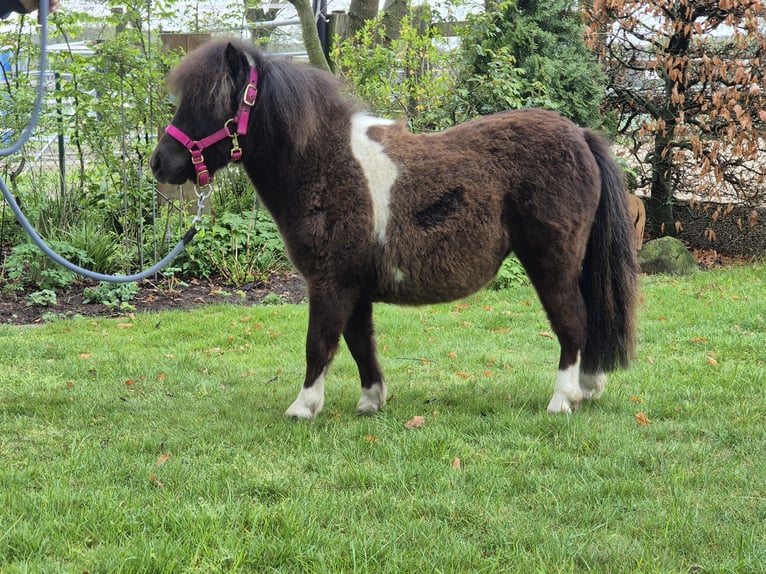 Mini Shetland Pony Mare 1 year 8 hh Pinto in Westerkappeln