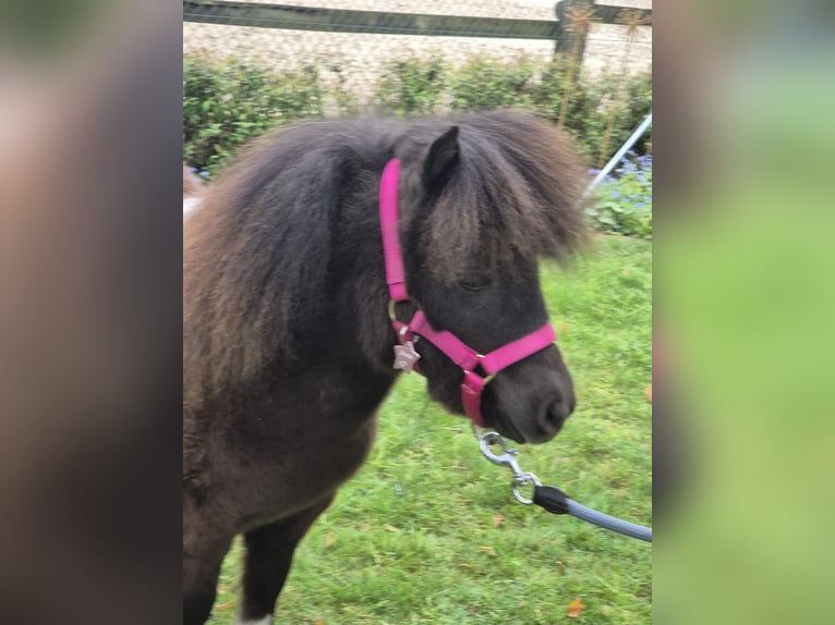 Mini Shetland Pony Mare 1 year 8 hh Pinto in Westerkappeln