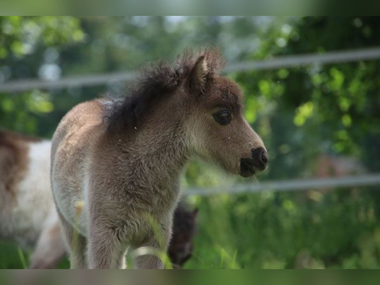 Mini Shetland Pony Mare 1 year 8 hh Pinto in Westerkappeln