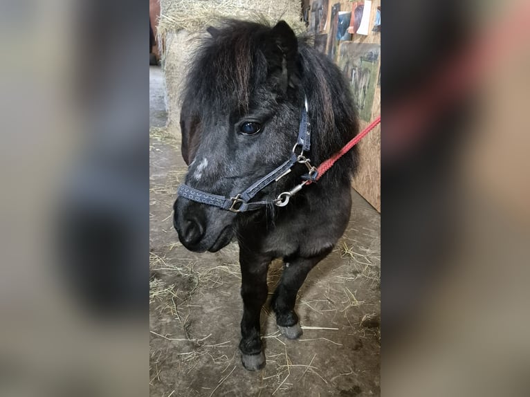 Mini Shetland Pony Mare 20 years 7,3 hh Black in Langstedt