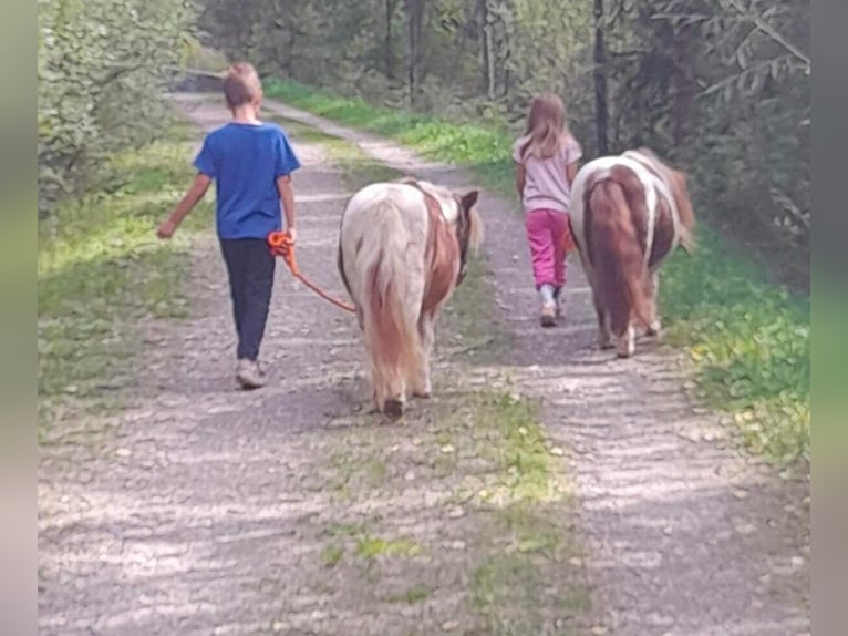 Mini Shetland Pony Mare 20 years 8.1 hh Pinto in Beinten