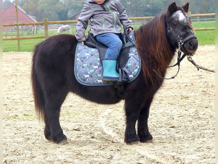 Mini Shetland Pony Mare 21 years 8,1 hh Black in Halle