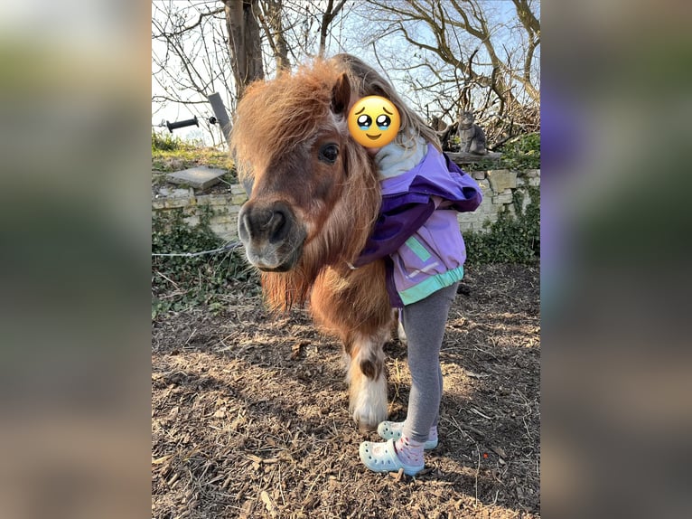 Mini Shetland Pony Mare 23 years 8,1 hh Pinto in Schlichting