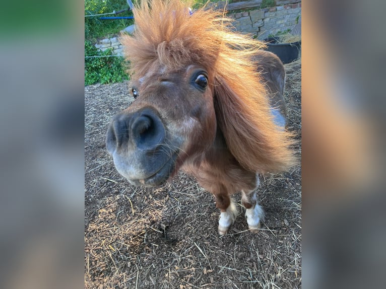 Mini Shetland Pony Mare 23 years 8,1 hh Pinto in Schlichting