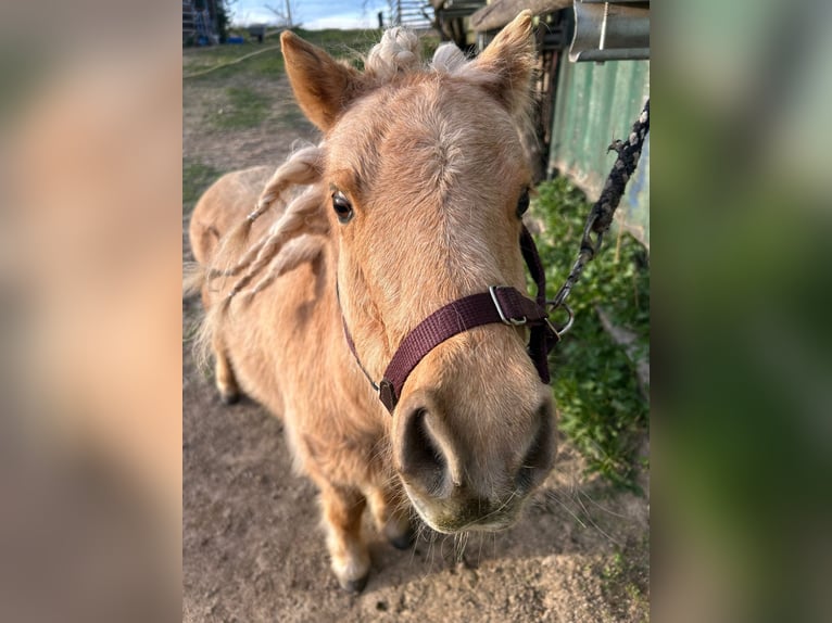 Mini Shetland Pony Mare 24 years 7,3 hh Cremello in Langenlois