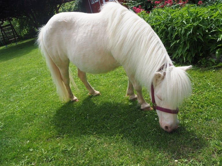 Mini Shetland Pony Mare 24 years 7,3 hh Cremello in Langenlois