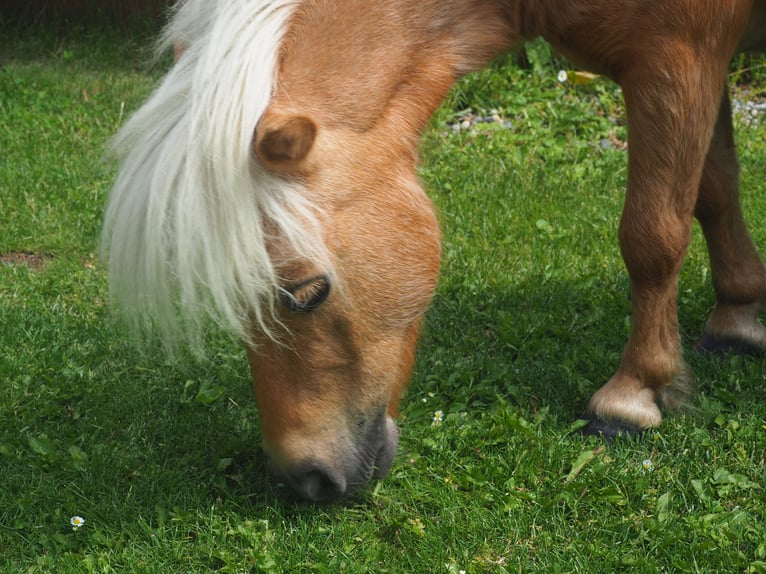 Mini Shetland Pony Mare 24 years 7,3 hh Cremello in Langenlois