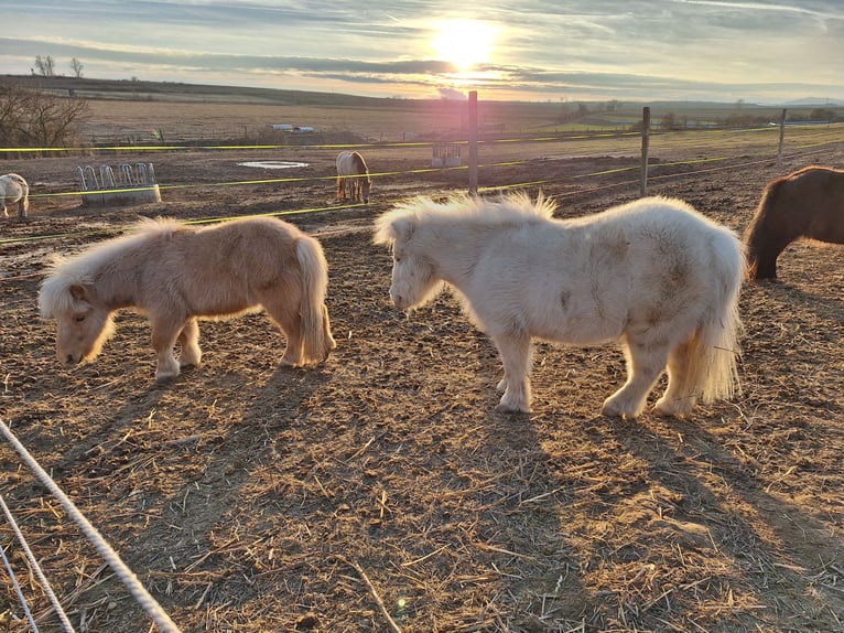 Mini Shetland Pony Mare 24 years 7,3 hh Cremello in Langenlois