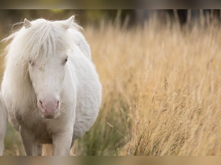Mini Shetland Pony Mare 24 years 7,3 hh Cremello in Langenlois
