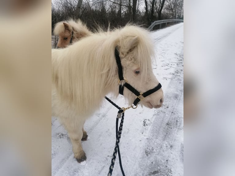 Mini Shetland Pony Mare 24 years 7,3 hh Cremello in Langenlois
