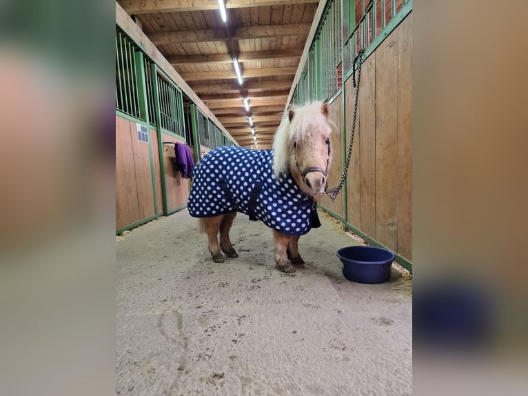 Mini Shetland Pony Mare 24 years 7,3 hh Cremello in Langenlois