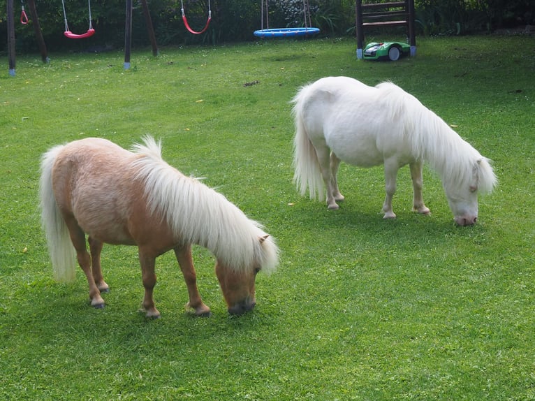 Mini Shetland Pony Mare 24 years 7,3 hh Cremello in Langenlois