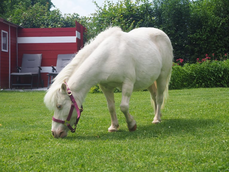 Mini Shetland Pony Mare 24 years 7,3 hh Cremello in Langenlois