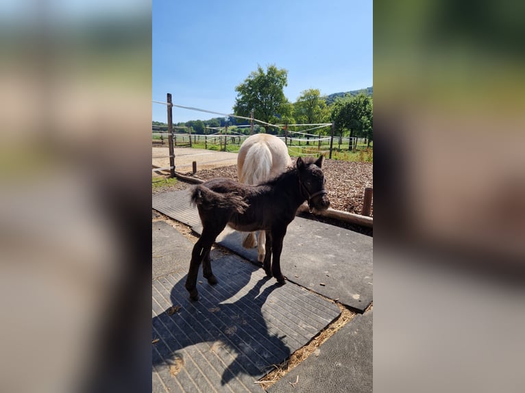Mini Shetland Pony Mare 2 years 8 hh Black in Olten