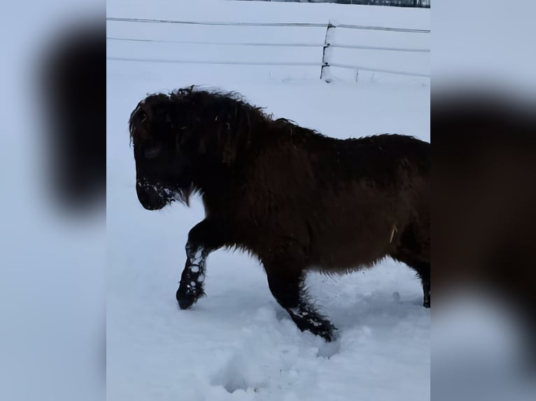 Mini Shetland Pony Mare 2 years 8 hh Black in Olten