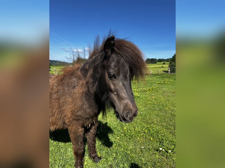 Mini Shetland Pony Mare 2 years 8 hh Buckskin in Uslar