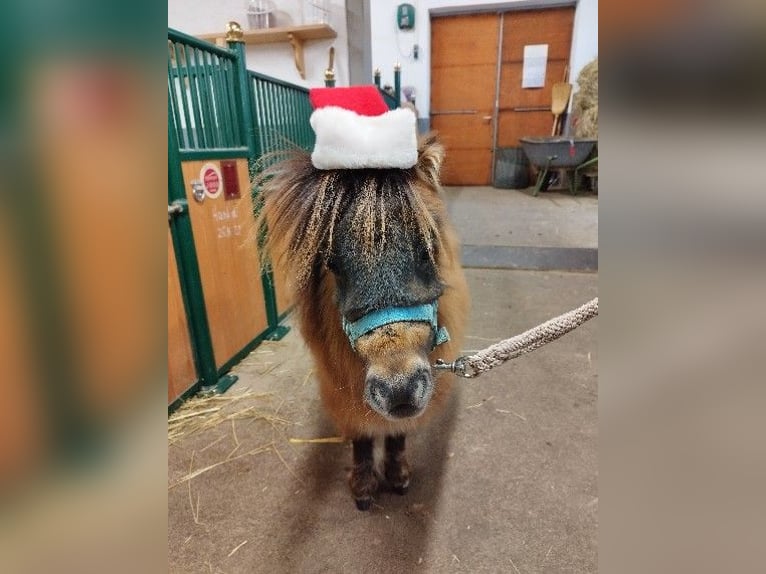 Mini Shetland Pony Mare 3 years 6,1 hh Brown Falb mold in Berthelsdorf