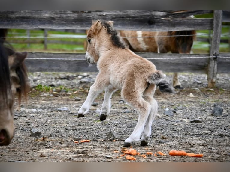 Mini Shetland Pony Mare 3 years 7,3 hh Dun in Rohrbach-Berg