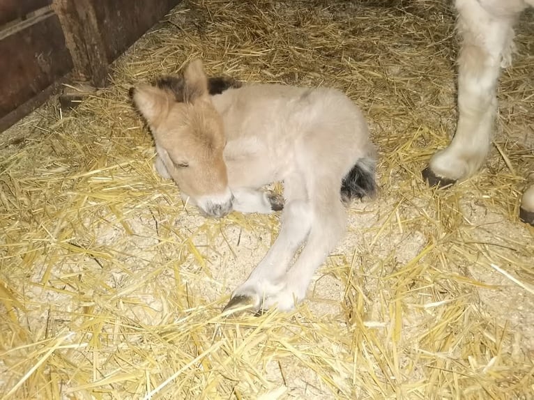 Mini Shetland Pony Mare 3 years 7,3 hh Dun in Rohrbach-Berg