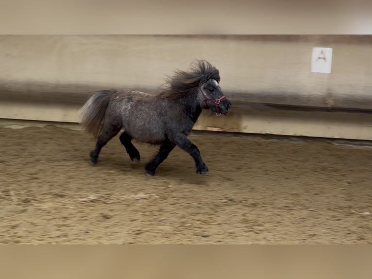 Mini Shetland Pony Mare 3 years 7.3 hh Grey in Fronreute