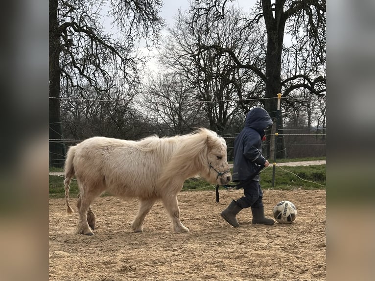 Mini Shetland Pony Mare 3 years 7,2 hh Palomino in Nümbrecht
