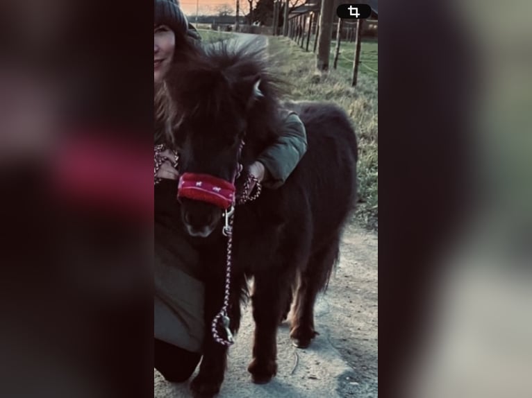 Mini Shetland Pony Mare 3 years 7,3 hh Bay-Dark in WillichWillich