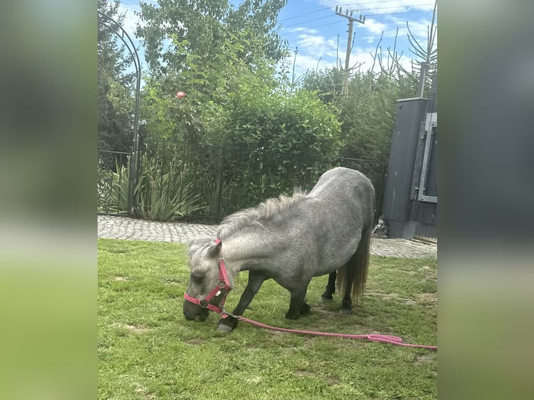 Mini Shetland Pony Mare 4 years 7,1 hh Gray in Langerringen