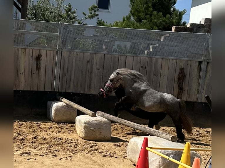 Mini Shetland Pony Mare 4 years 7,1 hh Gray in Langerringen