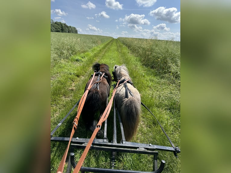Mini Shetland Pony Mare 4 years 7,1 hh Gray in Langerringen