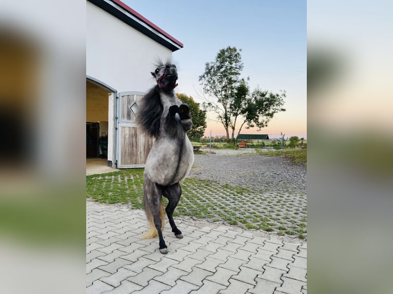 Mini Shetland Pony Mare 4 years 7,1 hh Gray in Langerringen