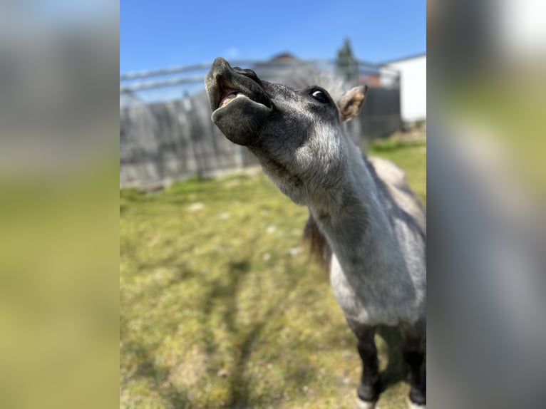 Mini Shetland Pony Mare 4 years 7,1 hh Gray in Langerringen