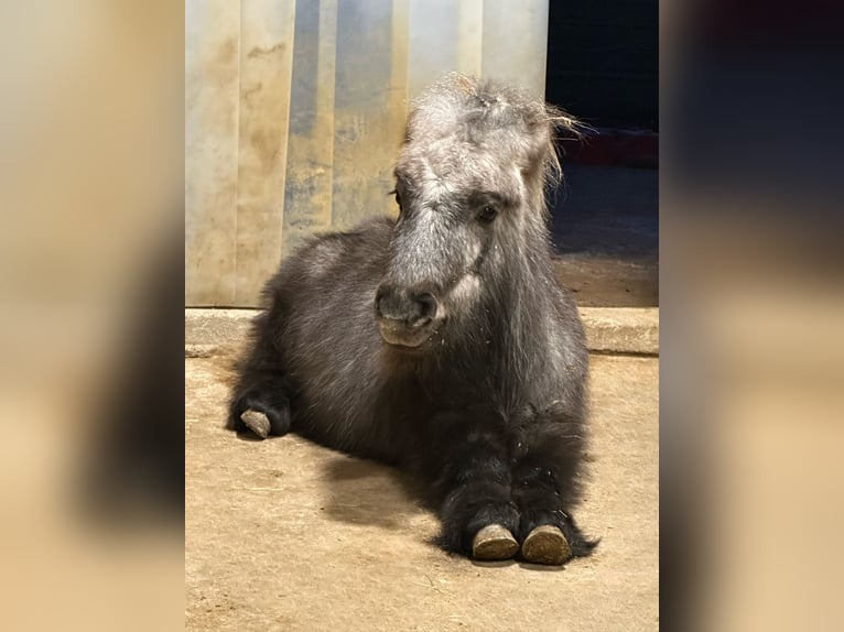 Mini Shetland Pony Mare 4 years 7,1 hh Gray in Langerringen