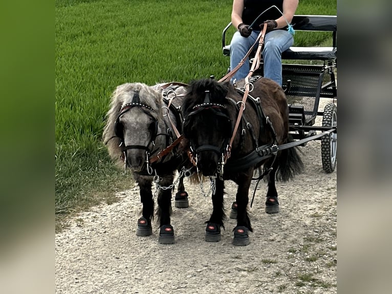 Mini Shetland Pony Mare 4 years 7,1 hh Gray in Langerringen