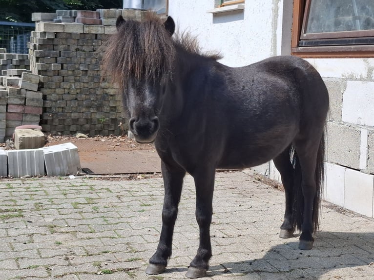Mini Shetland Pony Mare 4 years 8.1 hh Brown in Graben-Neudorf