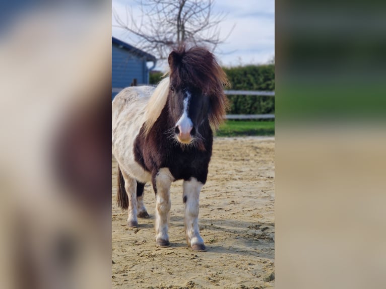 Mini Shetland Pony Mare 4 years 8,1 hh Pinto in Geseke