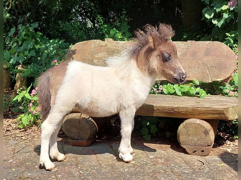 Mini Shetland Pony Mare 4 years 8,1 hh Pinto in Wildeshausen