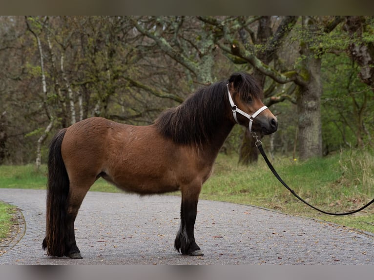 Mini Shetland Pony Mare 5 years 18,2 hh Brown in Gouderak