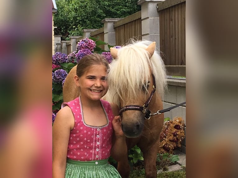 Mini Shetland Pony Mare 5 years 7.2 hh Palomino in Kassel