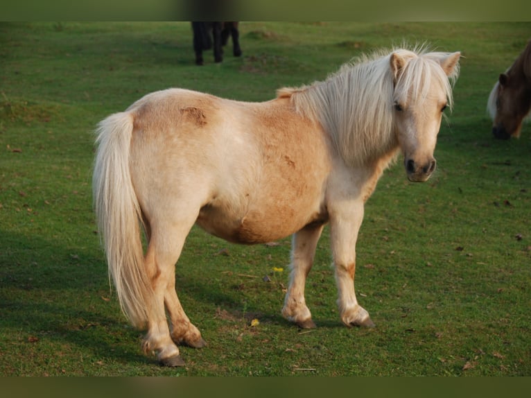 Mini Shetland Pony Mare 5 years 7.2 hh Palomino in Kassel