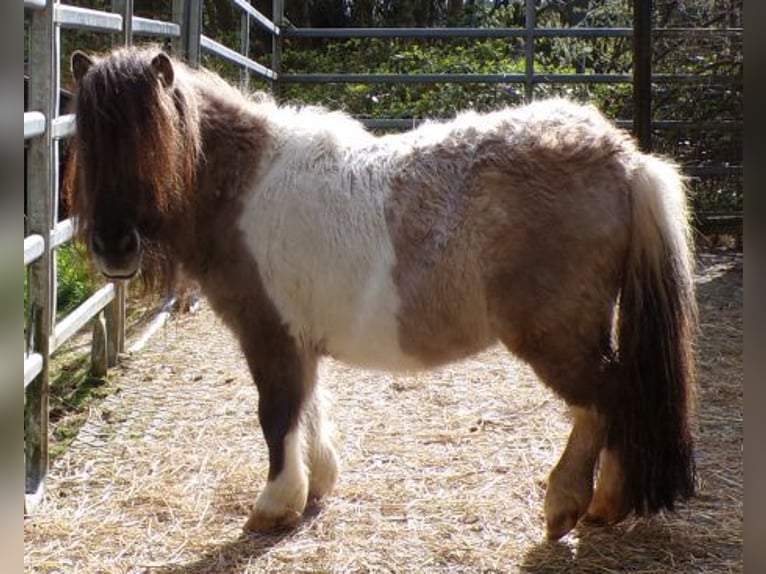 Mini Shetland Pony Mare 5 years 7,1 hh Pinto in Arnbruck