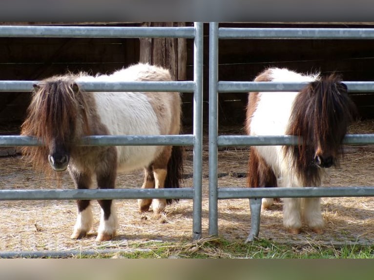 Mini Shetland Pony Mare 5 years 7,1 hh Pinto in Arnbruck