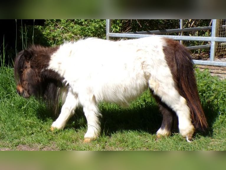 Mini Shetland Pony Mare 5 years 7,1 hh Pinto in Arnbruck