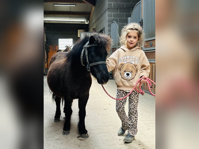 Mini Shetland Pony Mare 5 years 8.2 hh Black in Boccaleone